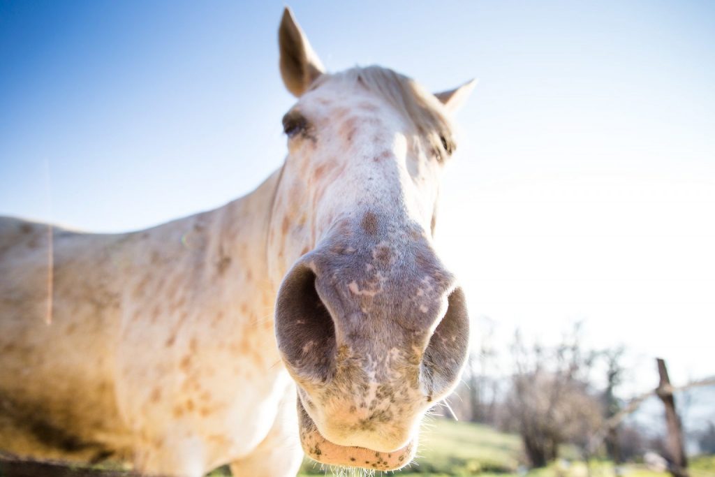 Animal Horse